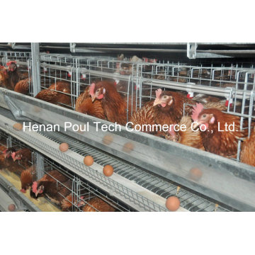 4-5 Tiers H Frame Layer Cage de poulet (Euro Standard)